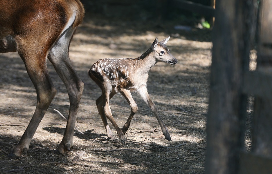 Baby deer 'Bambi' spotted at Odessa Zoo