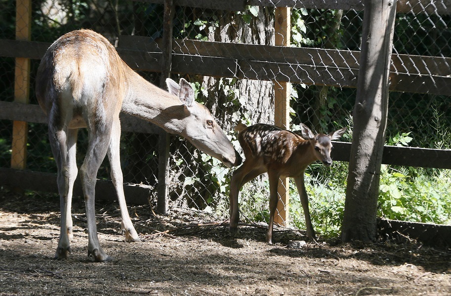 Baby deer 'Bambi' spotted at Odessa Zoo