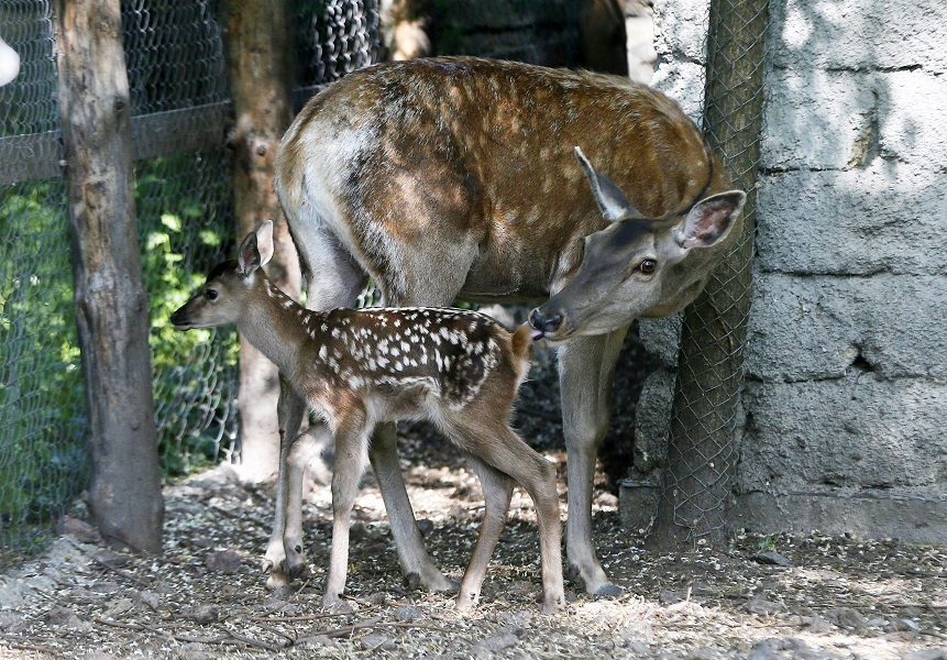 Baby deer 'Bambi' spotted at Odessa Zoo