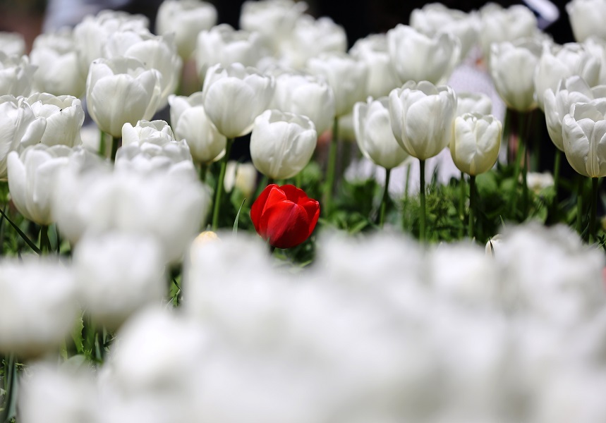 2 million flowers: Iranians delight as vibrant Asara Tulip Festival kicks off