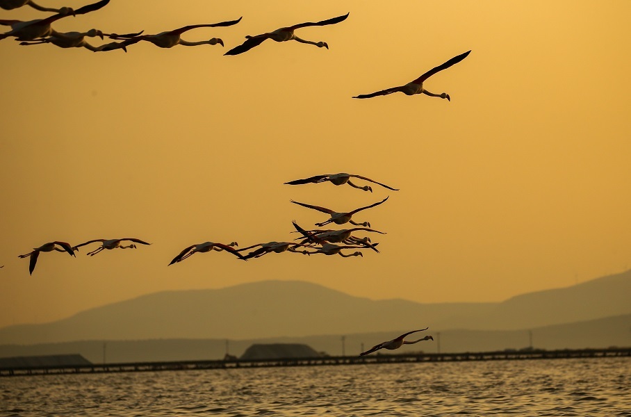 Izmir Bird Sanctuary: Spotlight on artificial breeding islands in Türkiye's Gediz Delta
