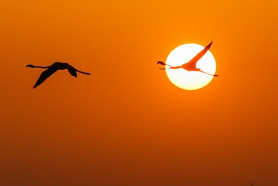 Izmir Bird Sanctuary: Spotlight on artificial breeding islands in Türkiye's Gediz Delta