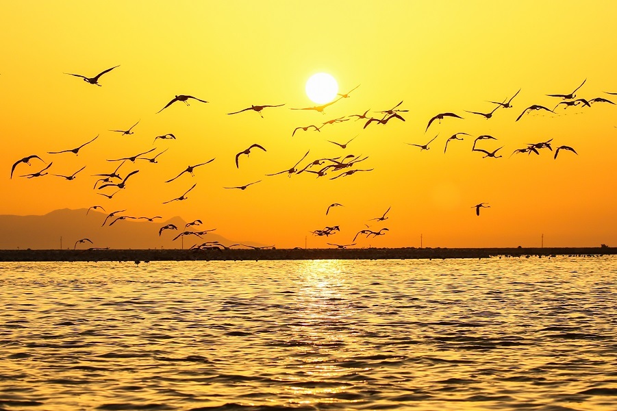 Izmir Bird Sanctuary: Spotlight on artificial breeding islands in Türkiye's Gediz Delta