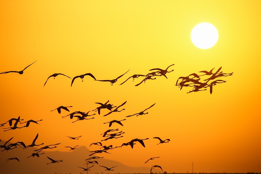 Izmir Bird Sanctuary: Spotlight on artificial breeding islands in Türkiye's Gediz Delta