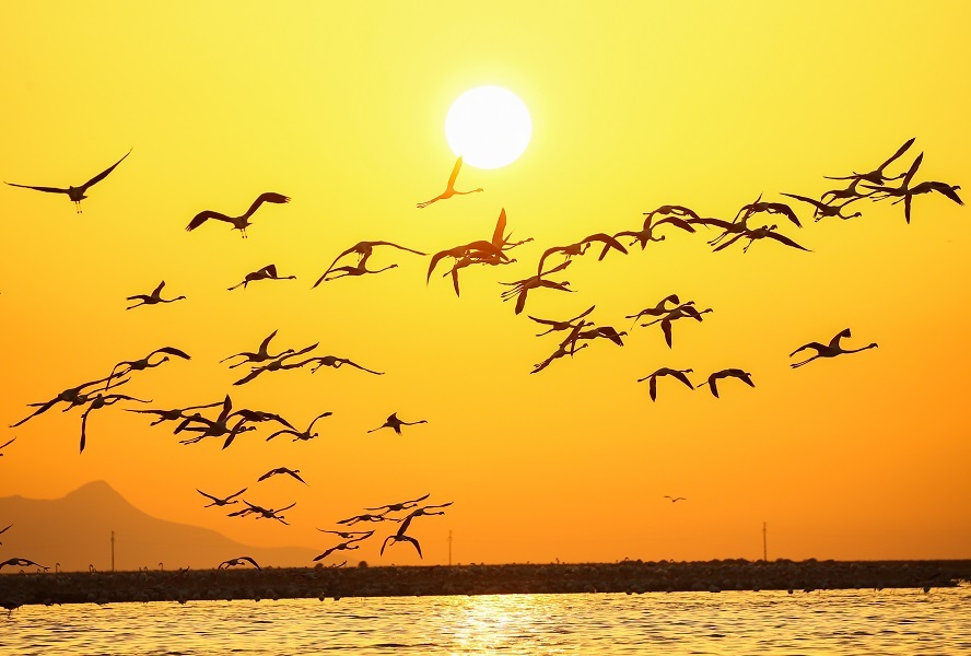 Izmir Bird Sanctuary: Spotlight on artificial breeding islands in Türkiye's Gediz Delta