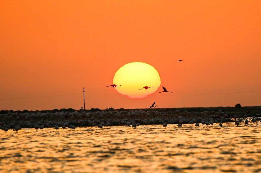Izmir Bird Sanctuary: Spotlight on artificial breeding islands in Türkiye's Gediz Delta