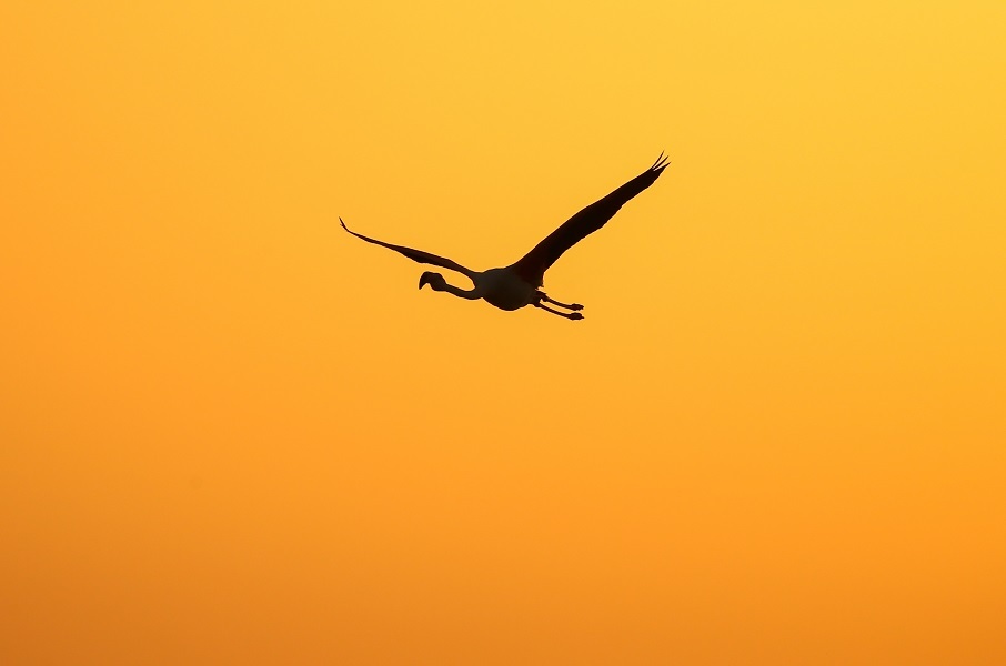 Izmir Bird Sanctuary: Spotlight on artificial breeding islands in Türkiye's Gediz Delta