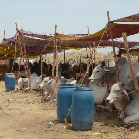 Rising prices dampen sales of sacrificial animals in Pakistan