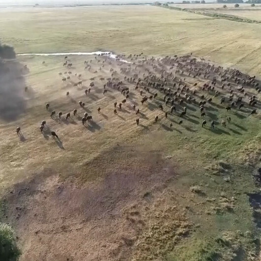 yeniSafak