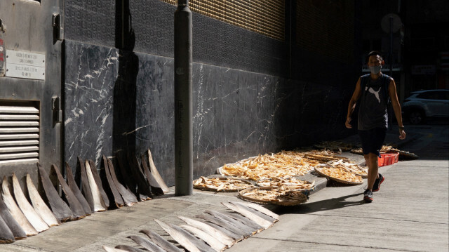 Des ailerons de requins le long d’une rue du quartier de Sheung Wan, à Hong Kong, le 12 novembre 2021. @ BERTHA WANG / AFP