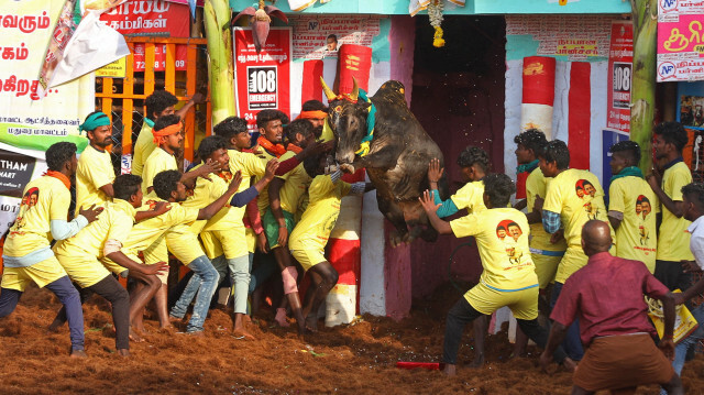 Festival annuel d'apprivoisement de taureaux 'Jallikattu' dans le village de Palamedu à la périphérie de Madurai. Sri Loganathan Velmurugan . @AFP