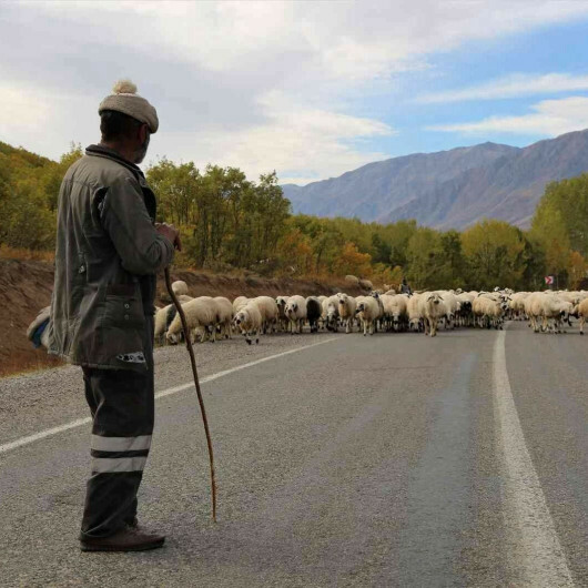 Besiciler 20 bin liraya çoban bulamıyor