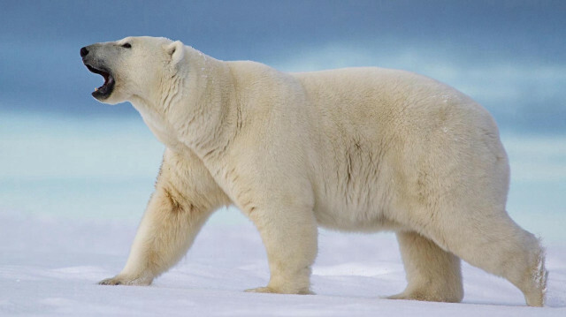 Kutup ayısı Alaska'da bir çocuk ve kadını öldürdü.