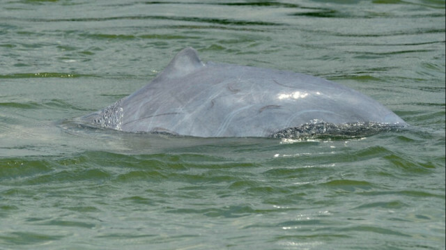 Les dauphins du Mékong sont une espèce menacée @TANG CHHIN SOTHY / AFP