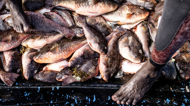 Des poissons fraîchement pêchés sont photographiés dans une pirogue à Dakar le 18 octobre 2021.
@JOHN WESSELS / AFP 
