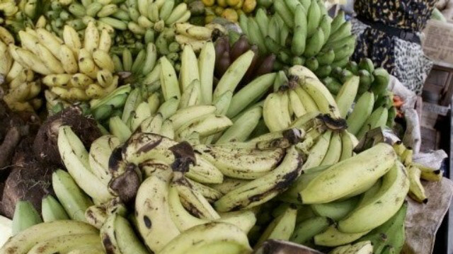 Le chlordécone, pesticide risqué pour la santé humaine, a été utilisé dans les bananeraies des Antilles françaises @AFP