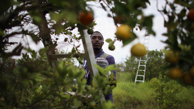  une photo prise le 13 mai 2013 montre Lacedric Stovall récoltant des mandarines alors que l'industrie des agrumes tente de trouver un remède à la maladie "verdissement des agrumes" causée par le psylle asiatique des agrumes/ Archives @AFP