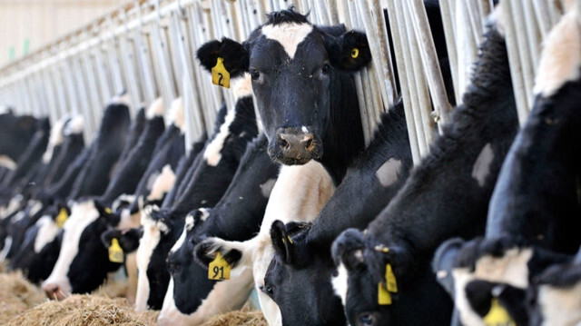 Ticari süt işletmelerince 823 bin 967 ton inek sütü toplandı. 