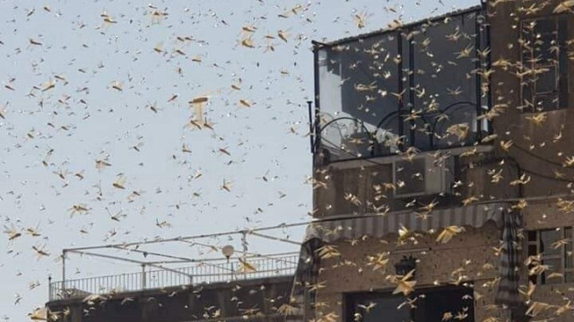 Invasion de criquets pèlerins à Damas, en 2021. Crédit photo : AA