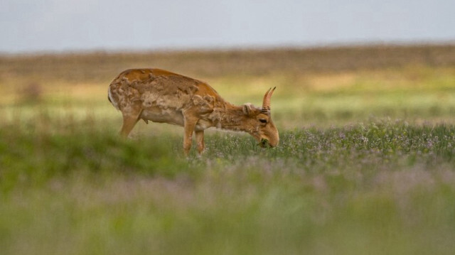 Une antilope saïga broute dans la steppe à la frontière des régions d'Akmola au Kazakhstan. Crédit photo: ABDUAZIZ MADYAROV / AFP