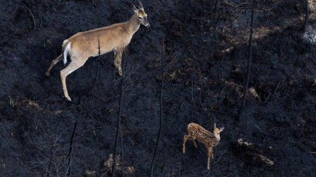 Une biche et un faon marchant dans une forêt brûlée à Shelburne, au Canada. Crédit photo: HANDOUT / NOVA SCOTIA GOVERNMENT / AFP