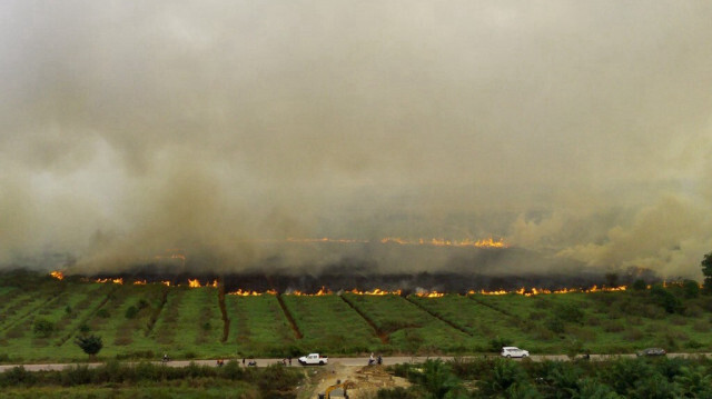 Un feu de tourbière se propageant dans une plantation à Sumatra en Indonésie. Crédit photo: AL ZULKIFLI / AFP