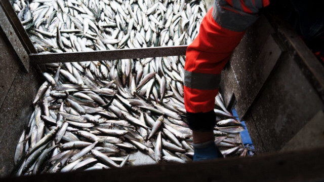 Harengs venant dêtre pêchés au large de Kotka, dans le sud de la Finlande. Crédit photo: Alessandro RAMPAZZO / AFP

