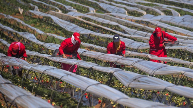 Crédit photo: FADEL SENNA / AFP