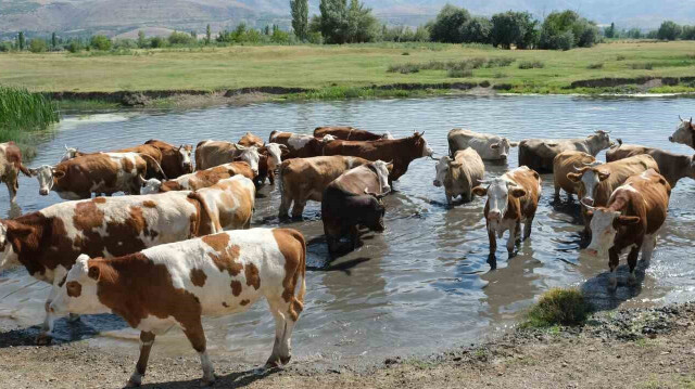 Hayvancılık destekleri için başvuru tarihleri ve şartları açıklandı.