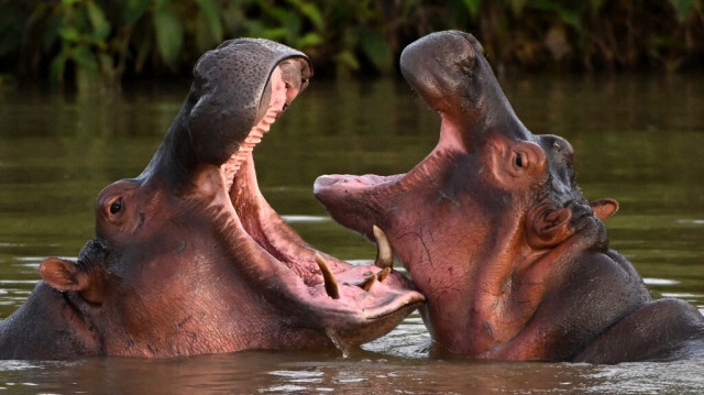 Les hippopotames en surnombre dans la région d'Antioquia, en Colombie. Crédit Photo: RAUL ARBOLEDA / AFP