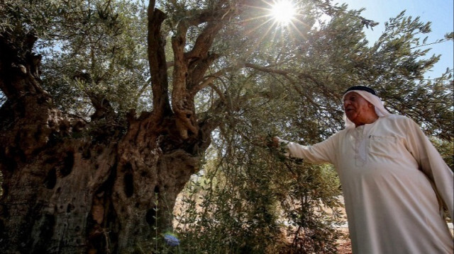 Ali Salih Atta, 84 ans, propriétaire d'une ferme d'oliviers en Jordanie, le 25 septembre 2023.