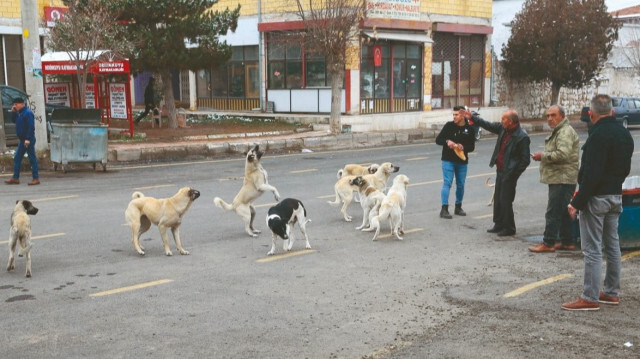 Arşiv.