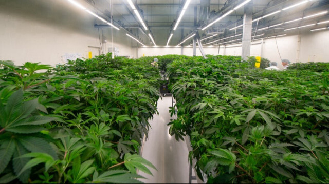 Des plantes de cannabis cultivées dans un entrepôt du site de production Hollandse Hoogtes, l'un des 10 producteurs agréés, dans le cadre de l'expérimentation lancée par le gouvernement néerlandais portant sur la légalisation de la production de cannabis, à Bremmel, aux Pays-Bas, le 14 décembre 2023.