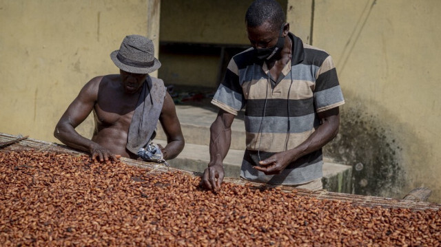 Deux producteurs de cacao ont répandu des fèves de cacao pendant le processus de séchage au soleil à Asikasu, une ville de la région orientale du Ghana, le 19 décembre 2020.