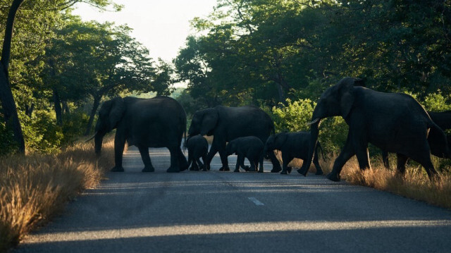 Les éléphants traversent une route tôt le matin, à l'extérieur du parc national de Hwange au Zimbabwe, le 26 mai 2022.