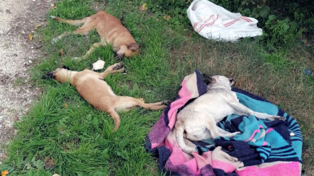 Tarsus'ta 10 köpek zehir enjekte edilmiş etleri yiyerek öldü.