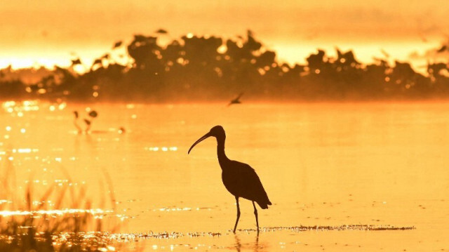 Un ibis brillant se tient dans les eaux du lac Maguri Motapung Beel par une matinée brumeuse dans le district de Tinsukia, dans l'État d'Assam en Inde, le 21 décembre 2023.