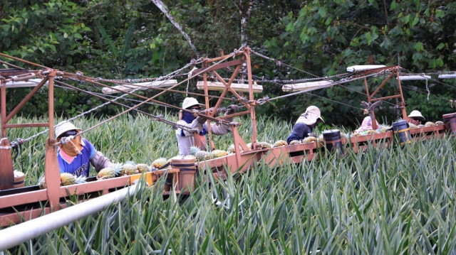 Les travailleurs de la société Del Monte responsables de la culture de l'ananas font fonctionner la machine de récolte avec laquelle ils collectent les fruits pour les envoyer à l'usine d'inspection et d'emballage de Buenos Aires, province de Puntarenas, Costa Rica, le 16 mars 2023.