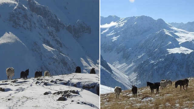 Munzur Dağlarının bir başka güzellikleri: Yılkı atları 