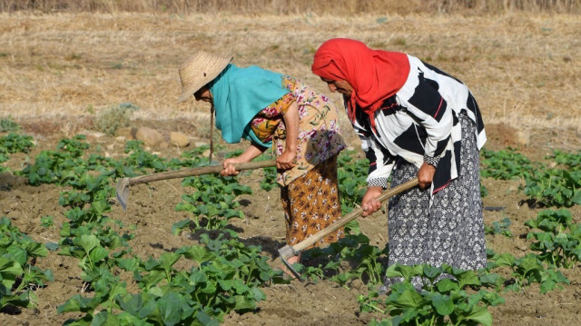 Des femmes travaillent dans une plantation de melons dans un champ de Nefza, dans le gouvernorat de Beja, dans le nord-ouest de la Tunisie, le 20 juillet 2023.