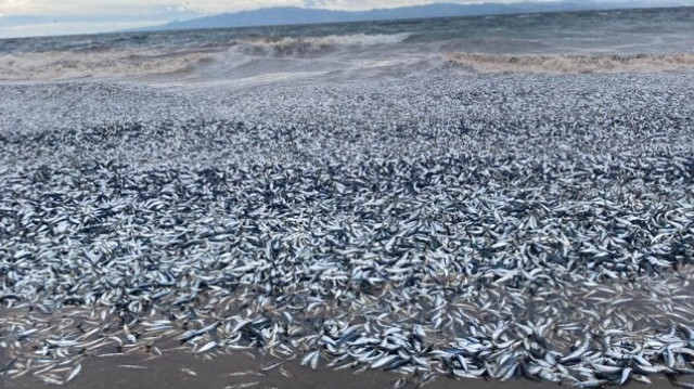 Japonya’da binlerce balığın kıyıya vurması tedirginliğe neden oldu.
