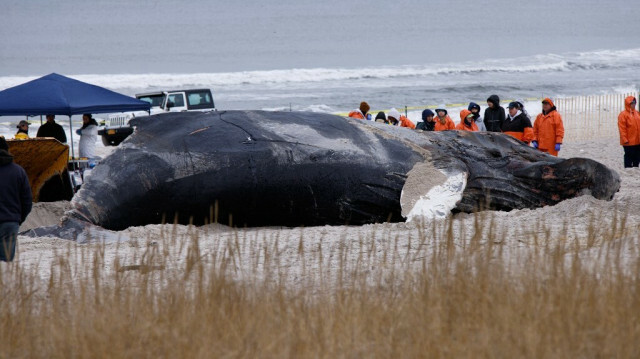 La carcasse d'une baleine à bosse sur la plage de Lido Beach, à New York, le 31 janvier 2023. Crédit photo: KENA BETANCUR / AFP