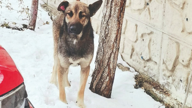 Van’da Emir Mete’yi hayattan koparan köpeğin 25 Ocak’ta sahiplenildiği ortaya çıktı.