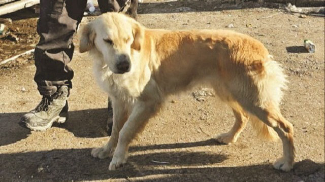 Malatya’da yerle bir olan dört blok ve 64 daireden oluşan Hayat Sitesi’nin enkazından sağ çıkarılan 12 kişiden 6’sının yerini Van’dan getirilen dedektör köpek ‘Köpük’ tespit etti.