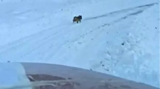 Karlı yollarda kaybolan yardım ekibi köpeğin yardımıyla köye ulaştı.