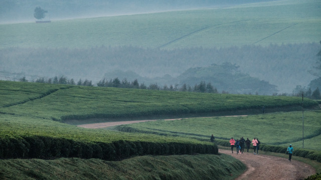 Les plantations de thé au Kenya.Crédit: Yasuyoshi CHIBA / AFP