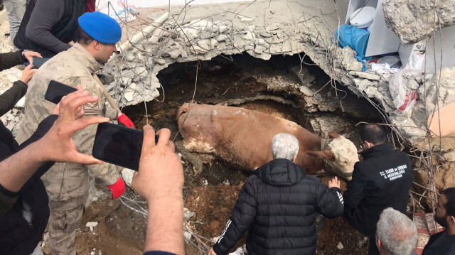 Adıyaman'da bir inek depremin 15'inci gününde kurtarıldı.