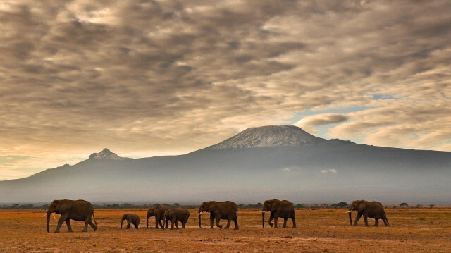 Le mont Kilimandjaro dans le parc national d'Amboseli. Crédit: CARL DE SOUZA / AFP