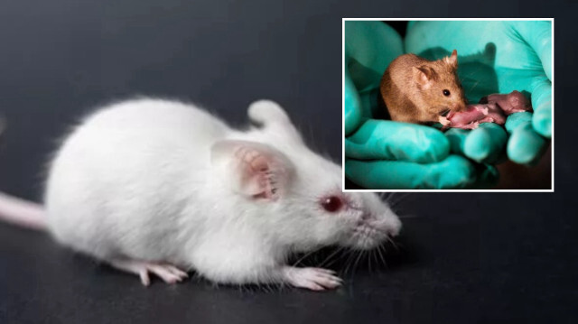 Erkek fare kök hücrelerini dişi hücrelere dönüştürdü ve işlevsel yumurta hücreleri üretti.