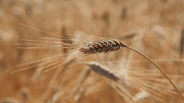 رابطة دولية تتوقع هبوط أسعار القمح بعد تمديد اتفاقية الحبوب